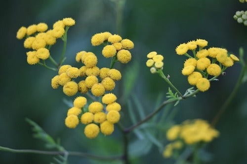 EmbracetheEssenceofSouthAfricanFlora