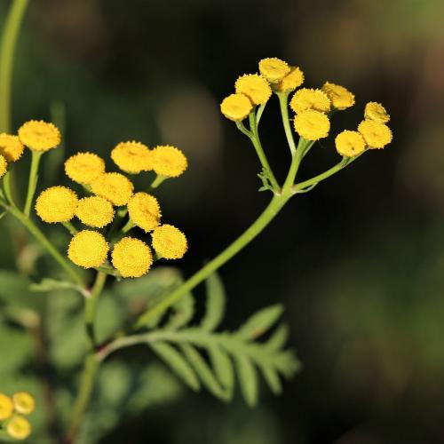 100% African Immortelle