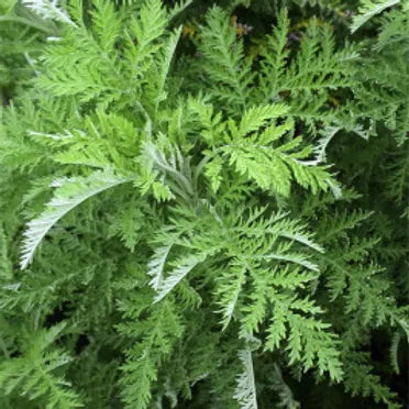 African Wormwood