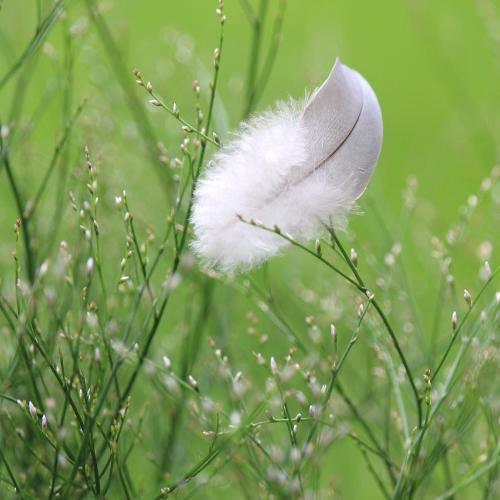 Sinus steam essential oils with aromatic herbs and a feather in a natural setting, perfect for refreshing airways.