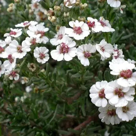 Cape Chamomile Flower Night Massage Oil 100ml by ZestySpiritz in a clear bottle with a floral background.