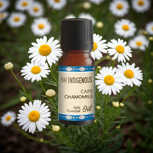 Cape Chamomile Essential Oil Natural_ZestySpiritz
