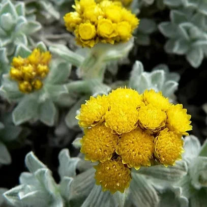 Cape Gold Helichysum