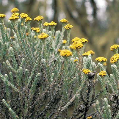 Helichrysum-odoratissimum
