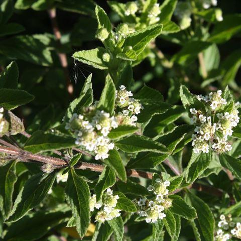 Lippia-javanica-Fever-tea-leaves-and-flowers