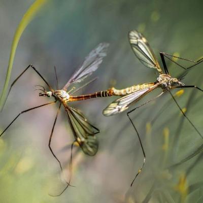 Natural Anti-Itch Spray with Organic Plant Oils – 20ml helps to combat itchiness caused by insects like mosquitoes.