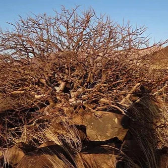 Namibian Myrrh