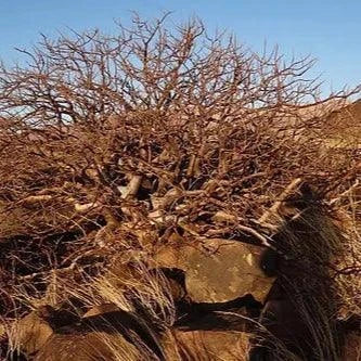 Namibian myrrh essential oil sourced from Commiphora wildii trees in the Namibian desert.