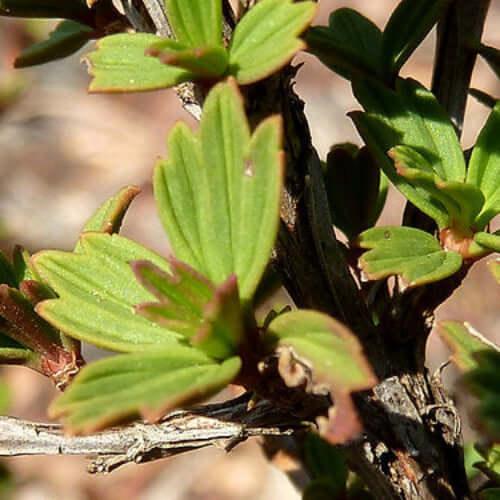 100% Resurrection Bush Essential Oil 10ml – Natural Rejuvenating Essence, showcasing the leaves of Myrothamnus flabellifolia.