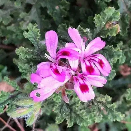 Close-up of pink rose geranium flowers, showcasing vibrant petals and green foliage, used in rose geranium room spray.