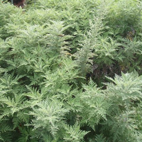artemisia_afra