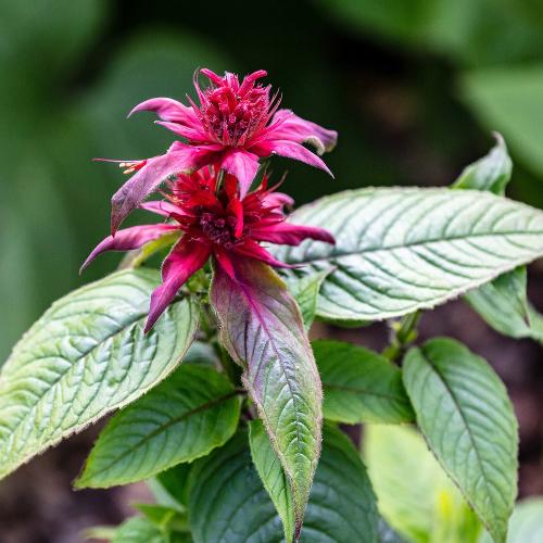 bergamot