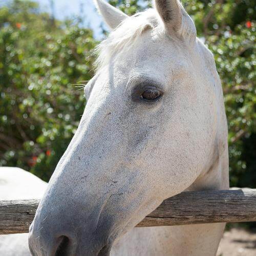 Calm Bath Salts by ZestySpiritz in a 130g package featuring a serene white horse design on the label.