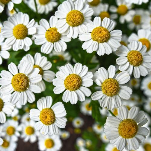 Cape Chamomile