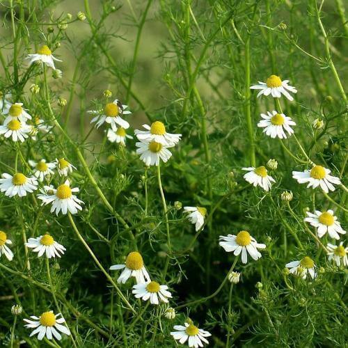 Cape Chamomile Essential Oil by ZestySpiritz in a 10ml bottle, showcasing its soothing yellow liquid and dropper cap.