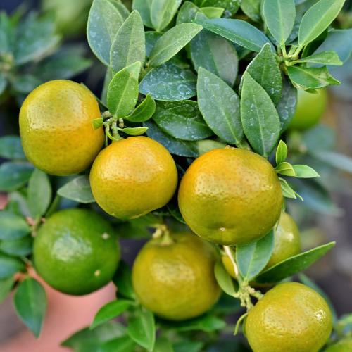 grapefruitinfused