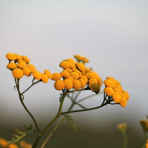 100% African Immortelle