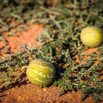 local-kalahari-melon
