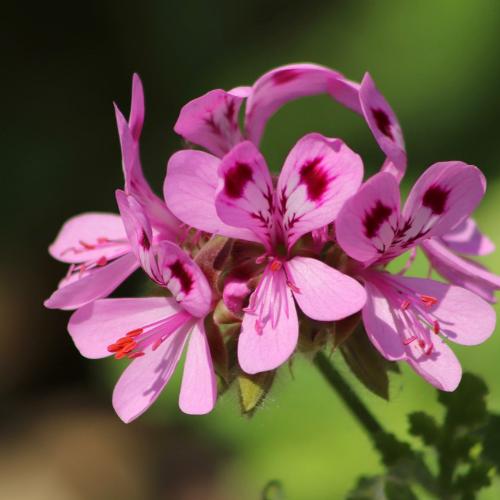 rose geranium nature