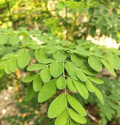 Close-up of moringa leaves highlighting the moringa superfood benefits for modern wellness.