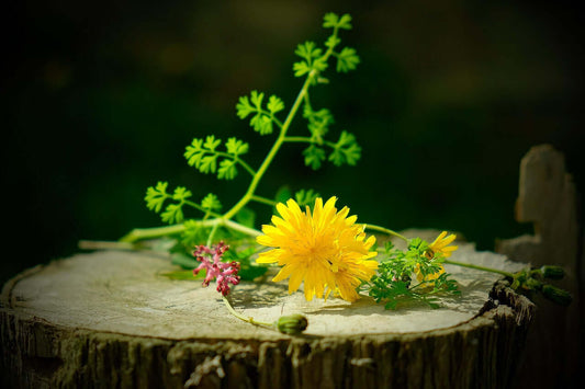 South Africa healing flora featuring vibrant yellow flowers and green leaves on a rustic wooden surface.