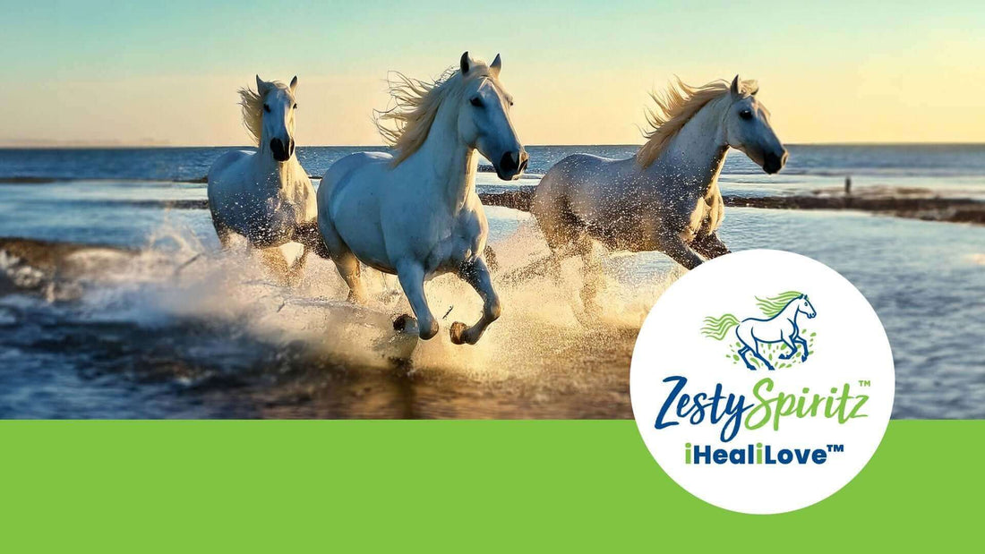 Our spirited horse story with three white horses running through the water at sunset.