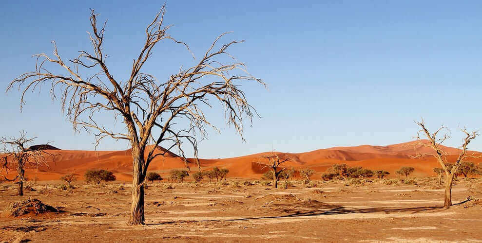 Kalahari salt benefits showcased in a landscape with dry trees and desert dunes.