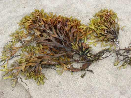 Sea moss superfood benefits displayed in vibrant seaweed on sandy beach, highlighting health and energy properties.
