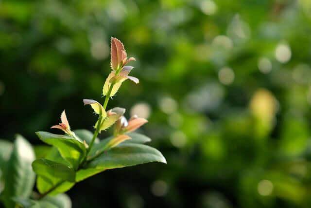 Natural Immunity Support - Enhance Your Vitality Naturally