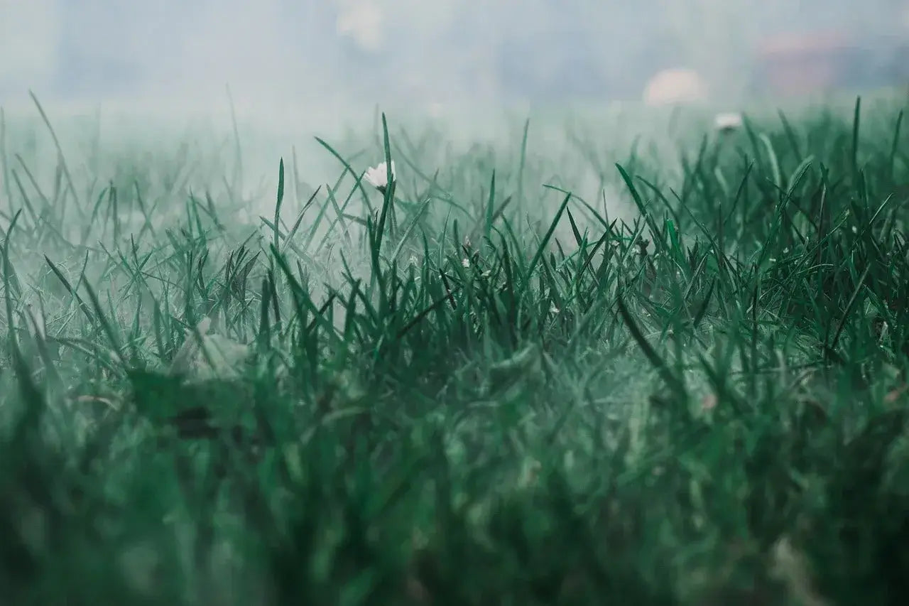 Steam retreat experience with dewy grass and gentle mist creating a soothing atmosphere for healing and renewal.