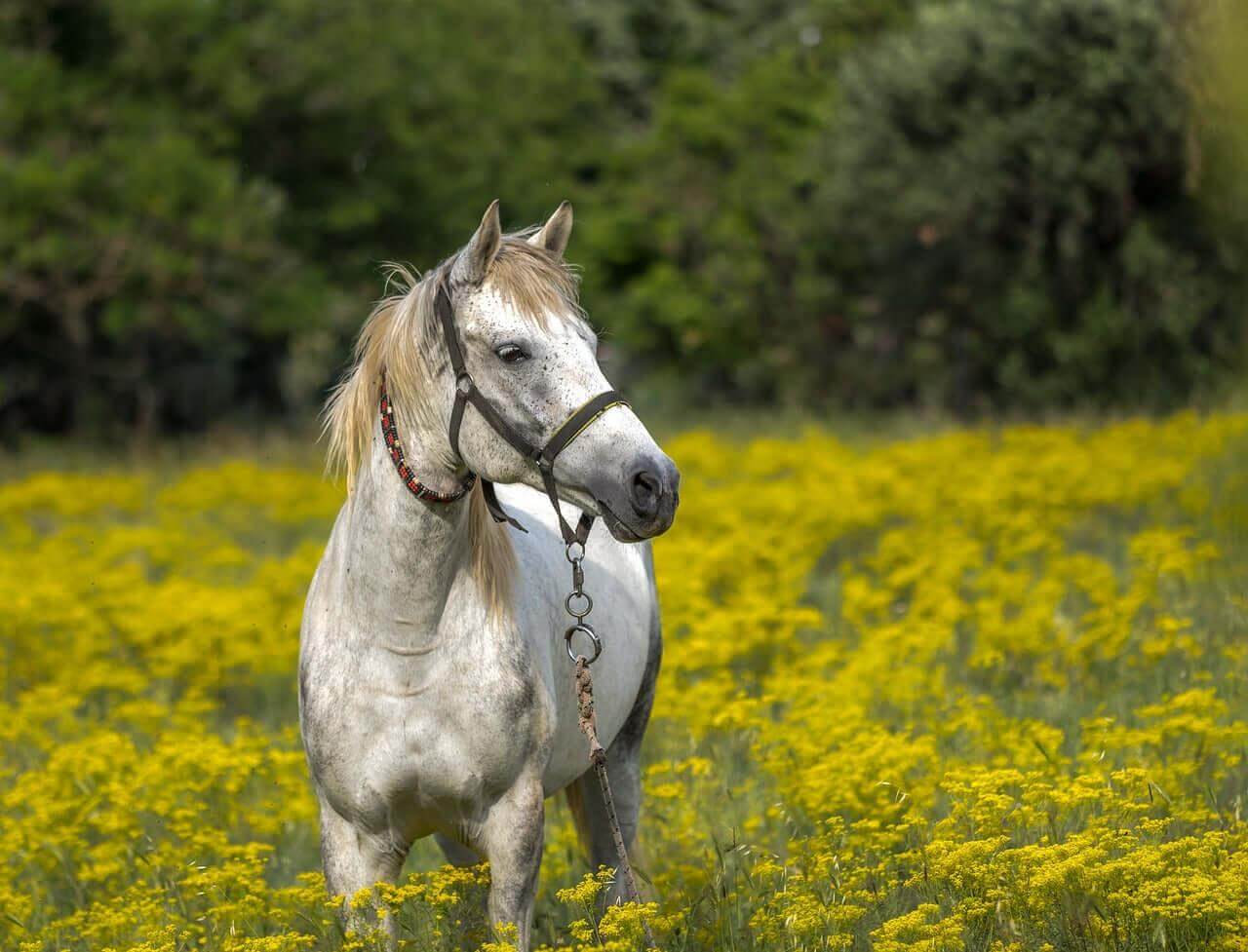 A beautiful white horse standing in a field of vibrant yellow flowers, showcasing nature's beauty, embodying impact of products for a healthy happy home