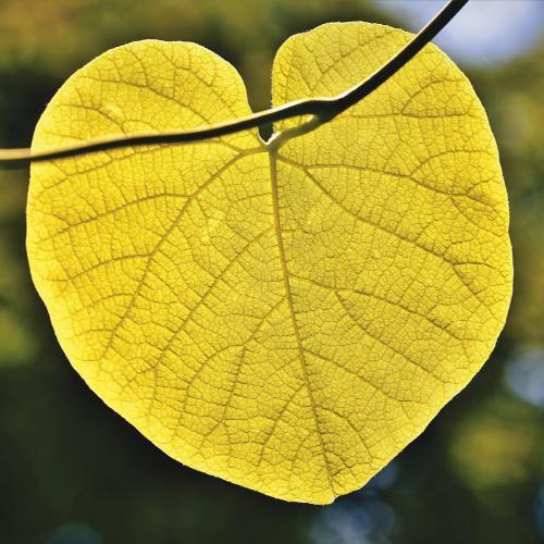 Best Sellers for Natural Wellness