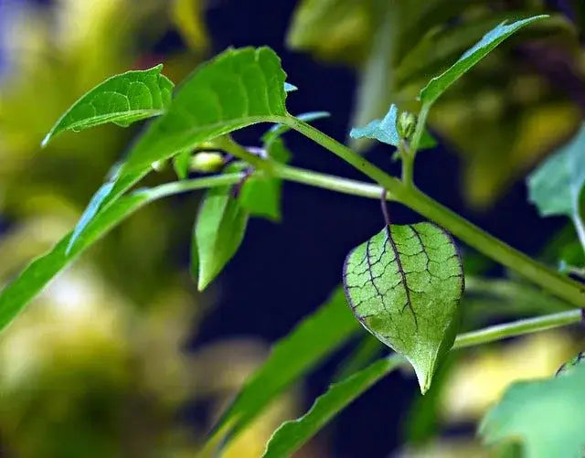 Natural Supplements for Wellness - Nature’s Power Unleashed