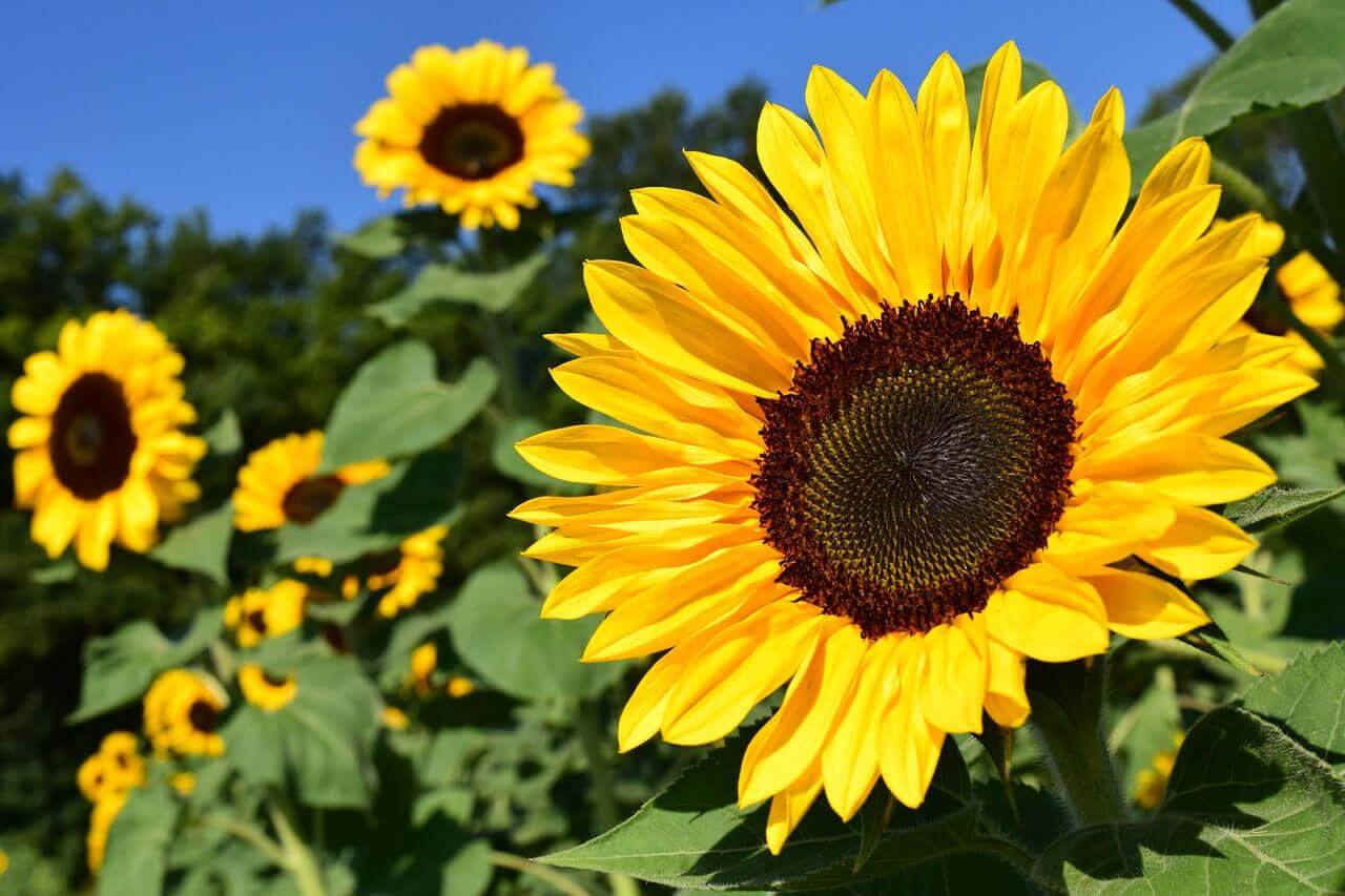 Vibrant Wellness Collection with bright yellow sunflowers in a field, symbolizing health and vitality.