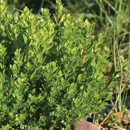Agathosma-betulina-Buchu