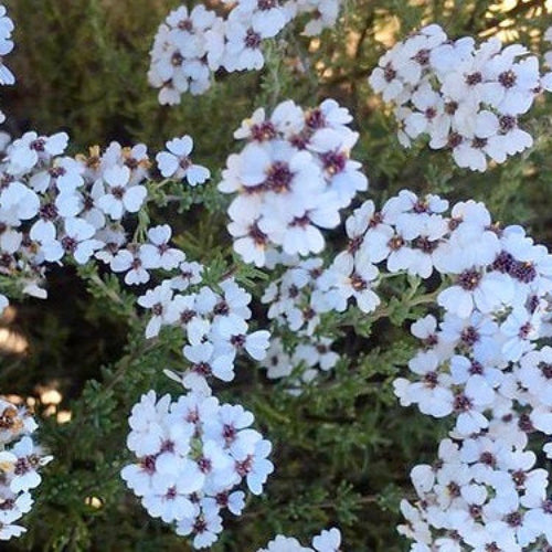 Cape_Chamomile_Calm Aroma