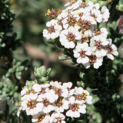 Cape_Snowbush
