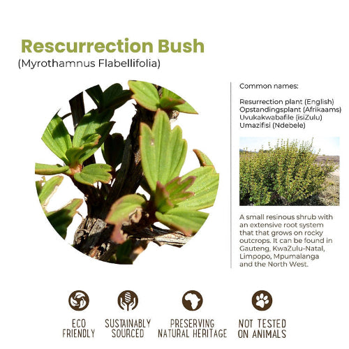 Informational graphic about the Resurrection Bush with text and images on a white background.