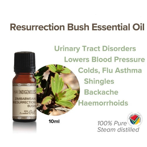 Resurrection Bush Essential Oil bottle with plant image and listed benefits on a white background