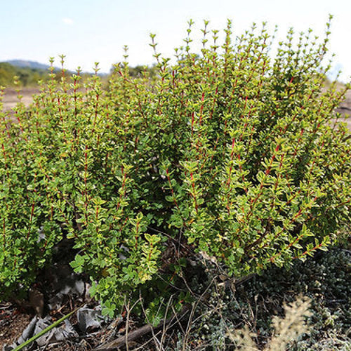 Bush with green leaves and small red flowers in a natural setting