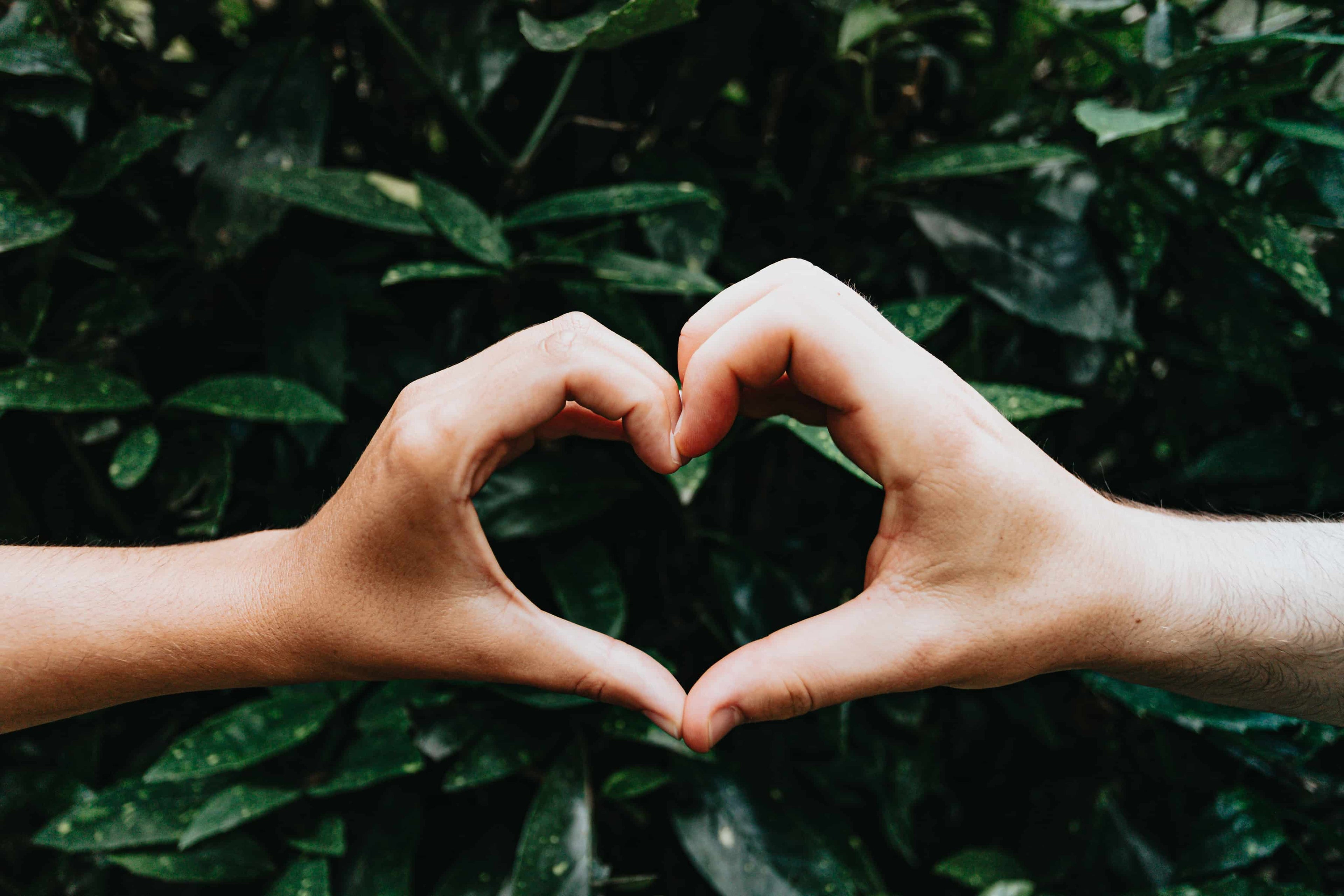 Two hands making a heart shape against a leafy green background