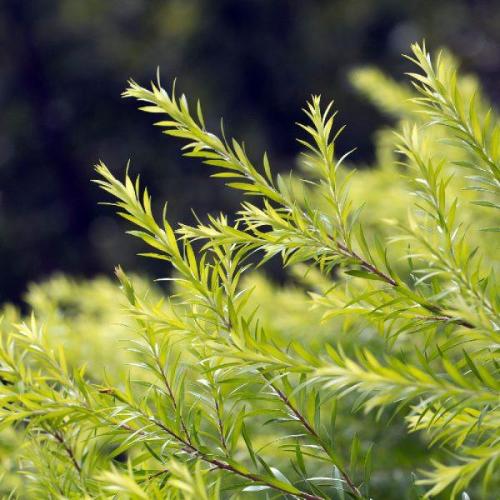 Tea Tree